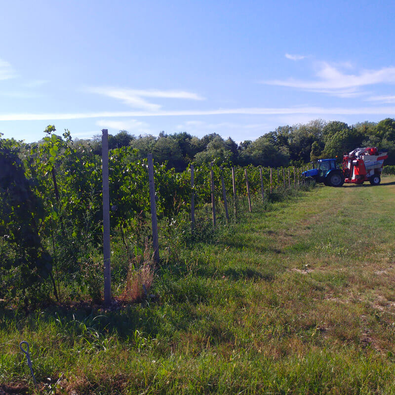Vigneto di nuovo impianto chiamato 
