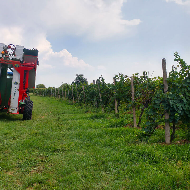 Campo vicino al Cimitero di Faedis